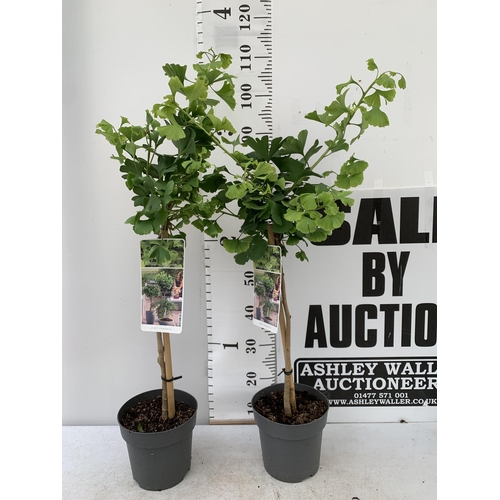 41 - TWO GINKGO BILOBA 'MARIKEN' IN 3 LTR POTS APPROX 110CM IN HEIGHT PLUS VAT TO BE SOLD FOR THE TWO