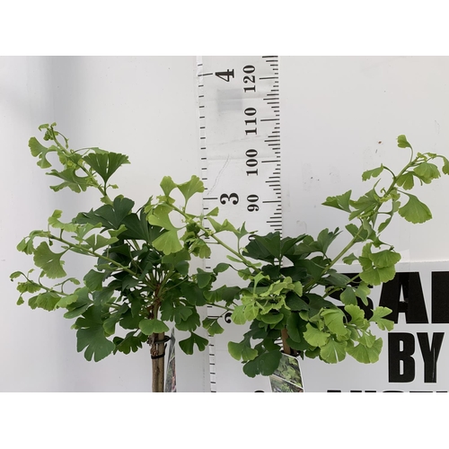 41 - TWO GINKGO BILOBA 'MARIKEN' IN 3 LTR POTS APPROX 110CM IN HEIGHT PLUS VAT TO BE SOLD FOR THE TWO