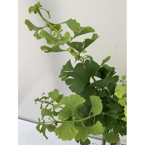 41 - TWO GINKGO BILOBA 'MARIKEN' IN 3 LTR POTS APPROX 110CM IN HEIGHT PLUS VAT TO BE SOLD FOR THE TWO