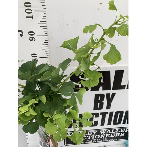 41 - TWO GINKGO BILOBA 'MARIKEN' IN 3 LTR POTS APPROX 110CM IN HEIGHT PLUS VAT TO BE SOLD FOR THE TWO