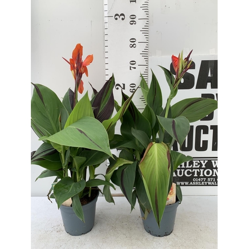 47 - TWO EXCLUSIVE VARIETY LARGE CANNA CLEOPATRA IN FLOWER APPROX 70CM IN HEIGHT IN 2 LTR POTS PLUS VAT T... 