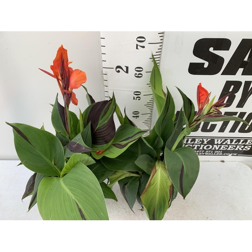 47 - TWO EXCLUSIVE VARIETY LARGE CANNA CLEOPATRA IN FLOWER APPROX 70CM IN HEIGHT IN 2 LTR POTS PLUS VAT T... 