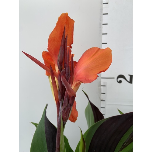 47 - TWO EXCLUSIVE VARIETY LARGE CANNA CLEOPATRA IN FLOWER APPROX 70CM IN HEIGHT IN 2 LTR POTS PLUS VAT T... 