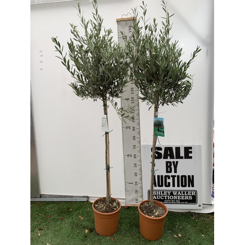 5 - TWO LARGE ITALIAN OLIVE STANDARD TREES OVER 2 METRES IN HEIGHT IN 9 LTR POTS NO VAT TO BE SOLD FOR T... 