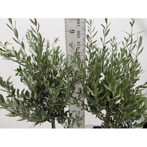 5 - TWO LARGE ITALIAN OLIVE STANDARD TREES OVER 2 METRES IN HEIGHT IN 9 LTR POTS NO VAT TO BE SOLD FOR T... 