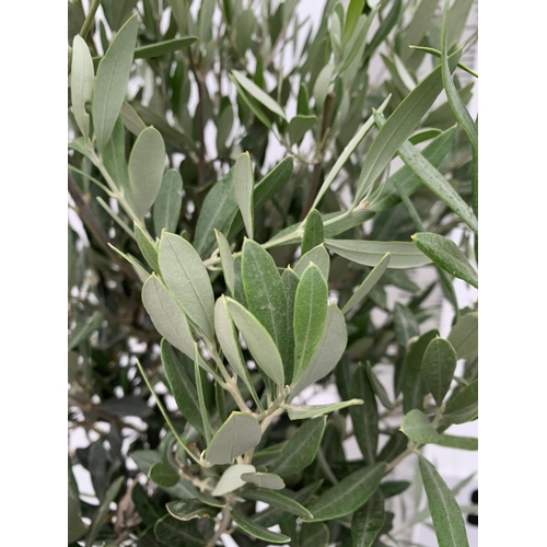 5 - TWO LARGE ITALIAN OLIVE STANDARD TREES OVER 2 METRES IN HEIGHT IN 9 LTR POTS NO VAT TO BE SOLD FOR T... 