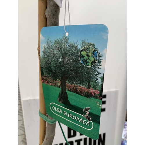 5 - TWO LARGE ITALIAN OLIVE STANDARD TREES OVER 2 METRES IN HEIGHT IN 9 LTR POTS NO VAT TO BE SOLD FOR T... 