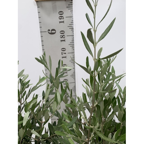 5 - TWO LARGE ITALIAN OLIVE STANDARD TREES OVER 2 METRES IN HEIGHT IN 9 LTR POTS NO VAT TO BE SOLD FOR T... 