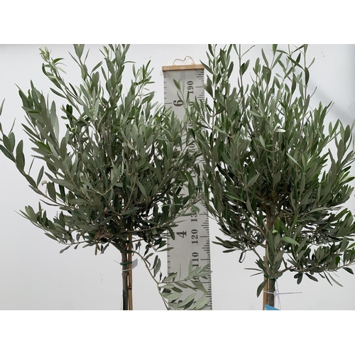 5 - TWO LARGE ITALIAN OLIVE STANDARD TREES OVER 2 METRES IN HEIGHT IN 9 LTR POTS NO VAT TO BE SOLD FOR T... 