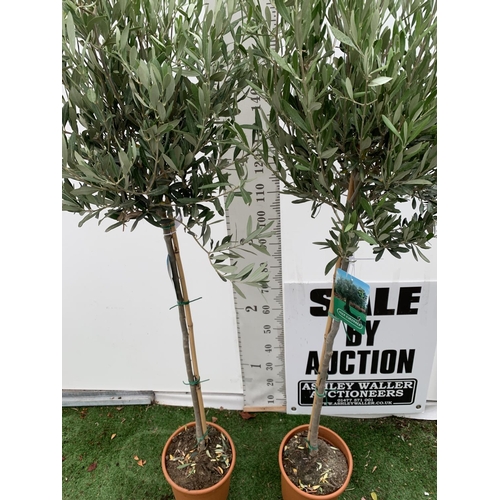 5 - TWO LARGE ITALIAN OLIVE STANDARD TREES OVER 2 METRES IN HEIGHT IN 9 LTR POTS NO VAT TO BE SOLD FOR T... 