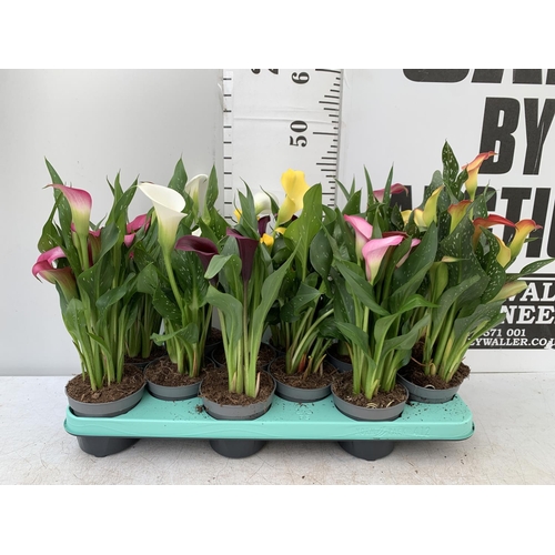 50 - TWELVE ZANTEDESCHIA CALLA LILLIES IN P10 POTS ON A TRAY APPROX 40CM IN HEIGHT PLUS VAT TO BE SOLD FO... 