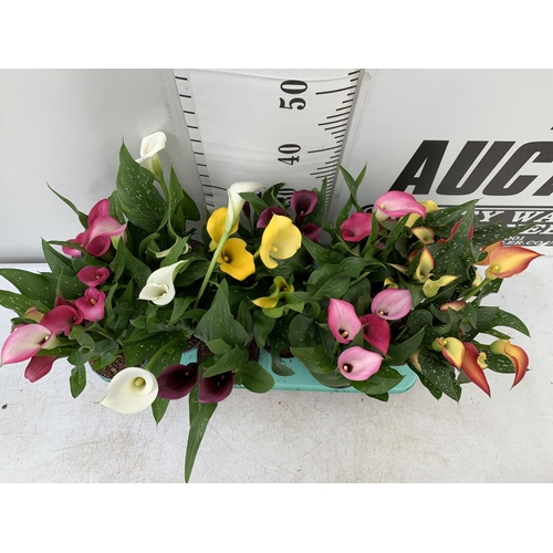 50 - TWELVE ZANTEDESCHIA CALLA LILLIES IN P10 POTS ON A TRAY APPROX 40CM IN HEIGHT PLUS VAT TO BE SOLD FO... 