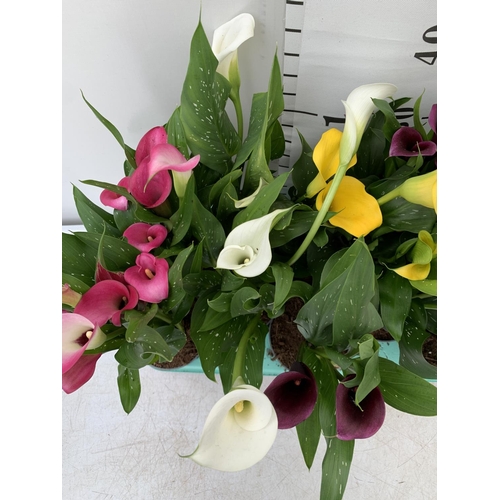 50 - TWELVE ZANTEDESCHIA CALLA LILLIES IN P10 POTS ON A TRAY APPROX 40CM IN HEIGHT PLUS VAT TO BE SOLD FO... 