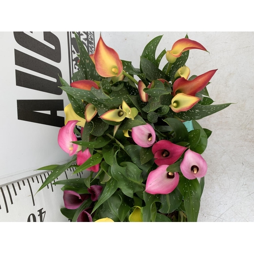 50 - TWELVE ZANTEDESCHIA CALLA LILLIES IN P10 POTS ON A TRAY APPROX 40CM IN HEIGHT PLUS VAT TO BE SOLD FO... 