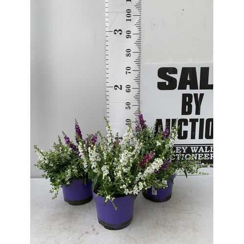 51 - THREE ANGELONIA TRIO WITH THREE COLOURS IN EACH 3 LTR POT APPROX 50CM IN HEIGHT PLUS VAT TO BE SOLD ... 