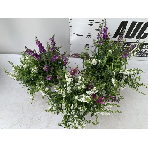 51 - THREE ANGELONIA TRIO WITH THREE COLOURS IN EACH 3 LTR POT APPROX 50CM IN HEIGHT PLUS VAT TO BE SOLD ... 