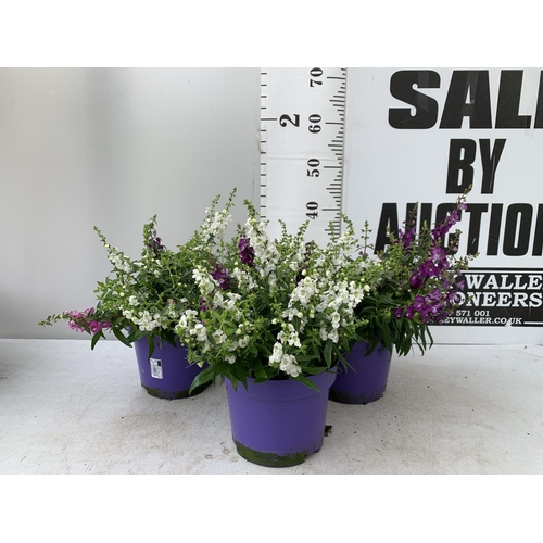 52 - THREE ANGELONIA TRIO WITH THREE COLOURS IN EACH 3 LTR POT APPROX 50CM IN HEIGHT PLUS VAT TO BE SOLD ... 