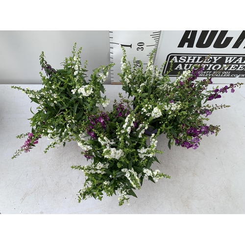 52 - THREE ANGELONIA TRIO WITH THREE COLOURS IN EACH 3 LTR POT APPROX 50CM IN HEIGHT PLUS VAT TO BE SOLD ... 