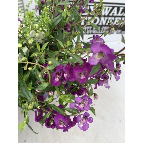 52 - THREE ANGELONIA TRIO WITH THREE COLOURS IN EACH 3 LTR POT APPROX 50CM IN HEIGHT PLUS VAT TO BE SOLD ... 