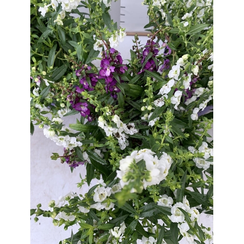 52 - THREE ANGELONIA TRIO WITH THREE COLOURS IN EACH 3 LTR POT APPROX 50CM IN HEIGHT PLUS VAT TO BE SOLD ... 