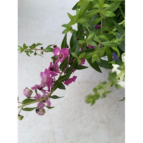 52 - THREE ANGELONIA TRIO WITH THREE COLOURS IN EACH 3 LTR POT APPROX 50CM IN HEIGHT PLUS VAT TO BE SOLD ... 