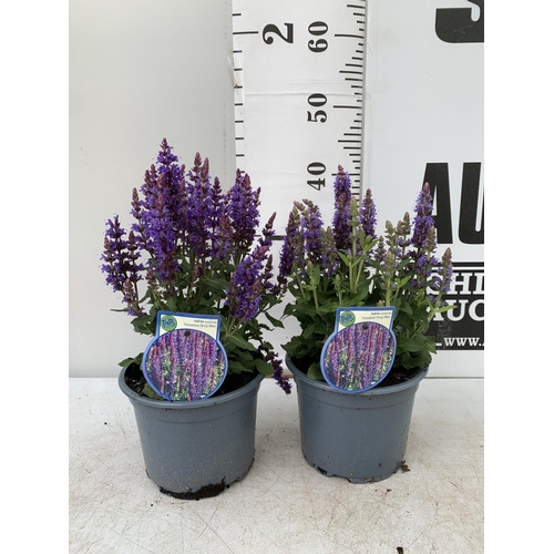 54 - TWO SALVIA NEMOROSA 'SENSATION DEEP BLUE' IN 2 LTR POTS APPROX 40CM IN HEIGHT PLUS VAT TO BE SOLD FO... 