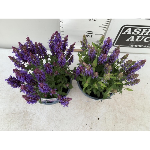 54 - TWO SALVIA NEMOROSA 'SENSATION DEEP BLUE' IN 2 LTR POTS APPROX 40CM IN HEIGHT PLUS VAT TO BE SOLD FO... 