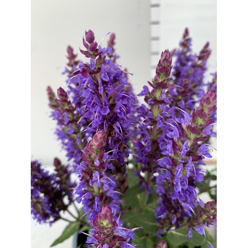 54 - TWO SALVIA NEMOROSA 'SENSATION DEEP BLUE' IN 2 LTR POTS APPROX 40CM IN HEIGHT PLUS VAT TO BE SOLD FO... 