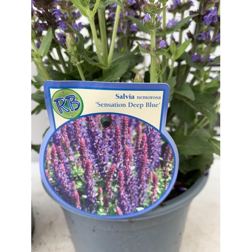 54 - TWO SALVIA NEMOROSA 'SENSATION DEEP BLUE' IN 2 LTR POTS APPROX 40CM IN HEIGHT PLUS VAT TO BE SOLD FO... 