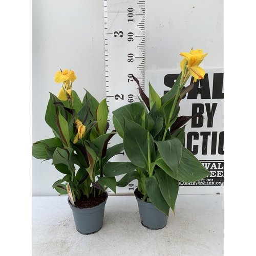 56 - TWO EXCLUSIVE VARIETY LARGE CANNA CLEOPATRA IN FLOWER APPROX 70- 80CM IN HEIGHT IN 2 LTR POTS PLUS V... 