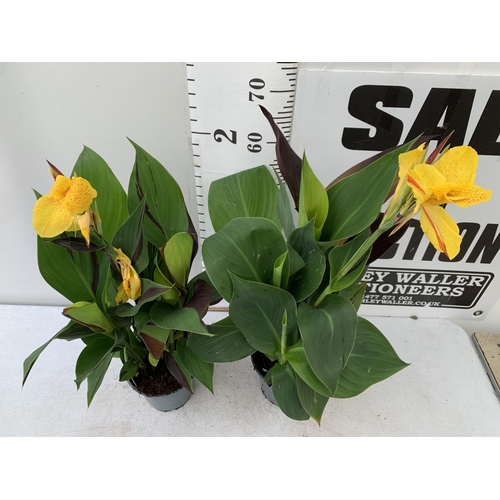 56 - TWO EXCLUSIVE VARIETY LARGE CANNA CLEOPATRA IN FLOWER APPROX 70- 80CM IN HEIGHT IN 2 LTR POTS PLUS V... 