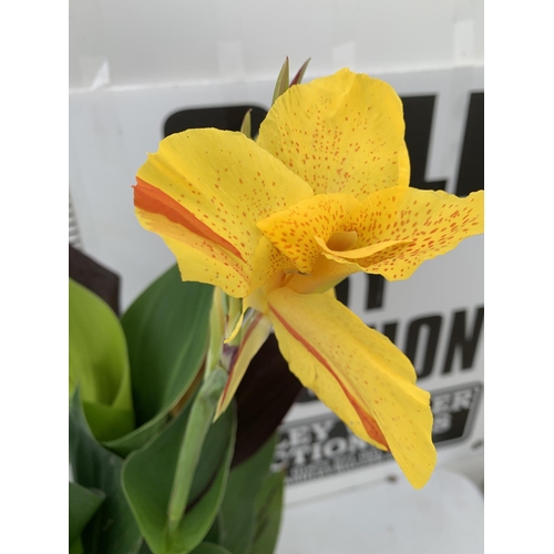 56 - TWO EXCLUSIVE VARIETY LARGE CANNA CLEOPATRA IN FLOWER APPROX 70- 80CM IN HEIGHT IN 2 LTR POTS PLUS V... 