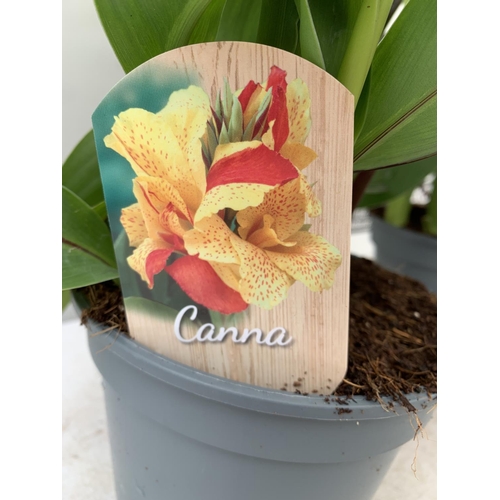 56 - TWO EXCLUSIVE VARIETY LARGE CANNA CLEOPATRA IN FLOWER APPROX 70- 80CM IN HEIGHT IN 2 LTR POTS PLUS V... 