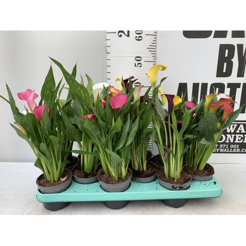 58 - TWELVE ZANTEDESCHIA CALLA LILLIES IN P10 POTS ON A TRAY APPROX 40CM IN HEIGHT PLUS VAT TO BE SOLD FO... 