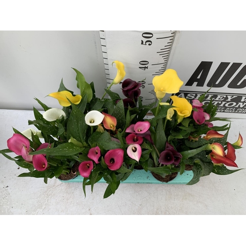 58 - TWELVE ZANTEDESCHIA CALLA LILLIES IN P10 POTS ON A TRAY APPROX 40CM IN HEIGHT PLUS VAT TO BE SOLD FO... 