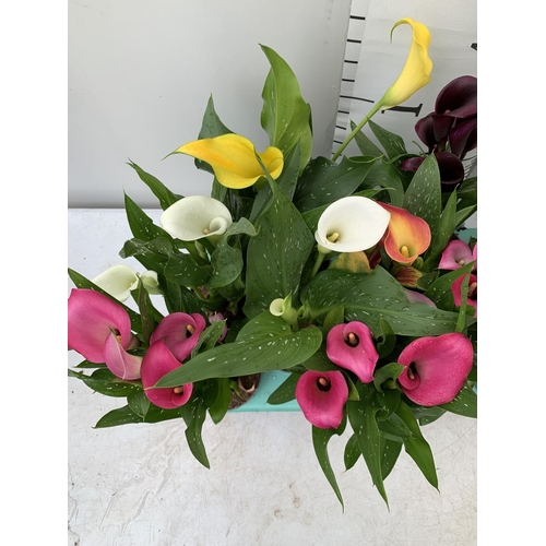 58 - TWELVE ZANTEDESCHIA CALLA LILLIES IN P10 POTS ON A TRAY APPROX 40CM IN HEIGHT PLUS VAT TO BE SOLD FO... 