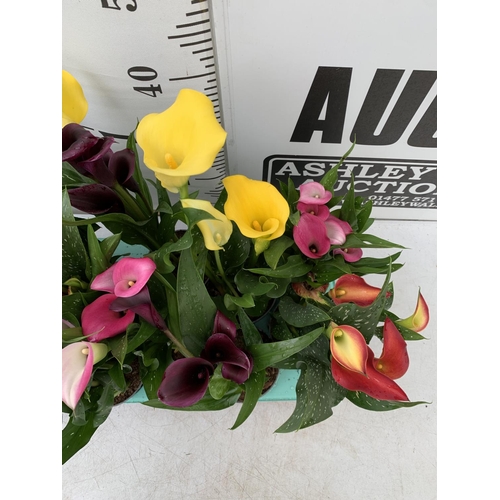 58 - TWELVE ZANTEDESCHIA CALLA LILLIES IN P10 POTS ON A TRAY APPROX 40CM IN HEIGHT PLUS VAT TO BE SOLD FO... 