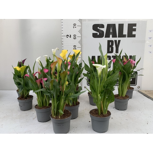 6 - TWELVE ZANTEDESCHIA CALLA LILLIES IN P10 POTS ON A TRAY APPROX 40CM IN HEIGHT PLUS VAT TO BE SOLD FO... 