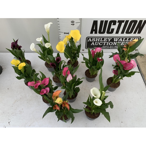 6 - TWELVE ZANTEDESCHIA CALLA LILLIES IN P10 POTS ON A TRAY APPROX 40CM IN HEIGHT PLUS VAT TO BE SOLD FO... 