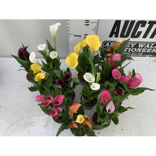 6 - TWELVE ZANTEDESCHIA CALLA LILLIES IN P10 POTS ON A TRAY APPROX 40CM IN HEIGHT PLUS VAT TO BE SOLD FO... 