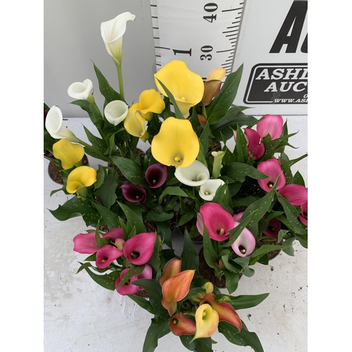 6 - TWELVE ZANTEDESCHIA CALLA LILLIES IN P10 POTS ON A TRAY APPROX 40CM IN HEIGHT PLUS VAT TO BE SOLD FO... 