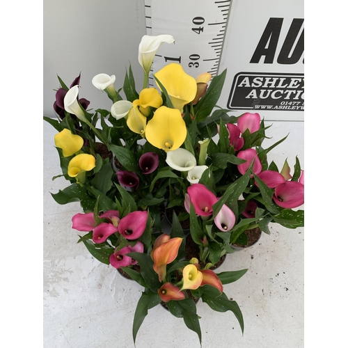 6 - TWELVE ZANTEDESCHIA CALLA LILLIES IN P10 POTS ON A TRAY APPROX 40CM IN HEIGHT PLUS VAT TO BE SOLD FO... 