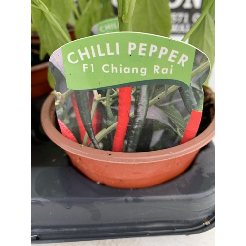 61 - MIXED LOT OF FIFTEEN CHILLIS AND PEPPERS TO INCLUDE 8 RED CHILLI PEPPER 'F1 CHIANG RAI' STAKED AND 7... 