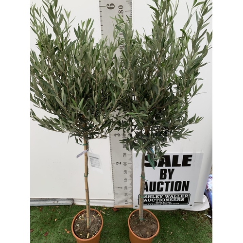 70 - TWO LARGE ITALIAN OLIVE STANDARD TREES OVER 2 METRES IN HEIGHT IN 9 LTR POTS NO VAT TO BE SOLD FOR T... 