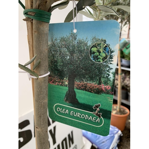 70 - TWO LARGE ITALIAN OLIVE STANDARD TREES OVER 2 METRES IN HEIGHT IN 9 LTR POTS NO VAT TO BE SOLD FOR T... 