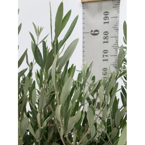 70 - TWO LARGE ITALIAN OLIVE STANDARD TREES OVER 2 METRES IN HEIGHT IN 9 LTR POTS NO VAT TO BE SOLD FOR T... 