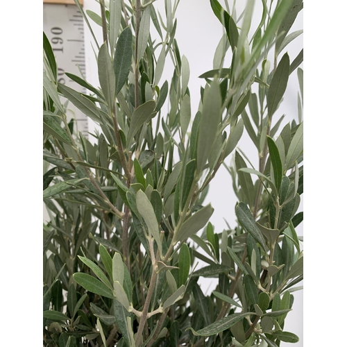 70 - TWO LARGE ITALIAN OLIVE STANDARD TREES OVER 2 METRES IN HEIGHT IN 9 LTR POTS NO VAT TO BE SOLD FOR T... 