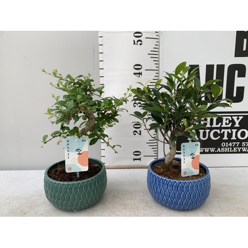 77 - TWO INDOOR BONSAI TREES IN CIRCULAR CERAMIC POTS. ONE FICUS (FIG) AND ONE CARMONA APPROX 40CM IN HEI... 