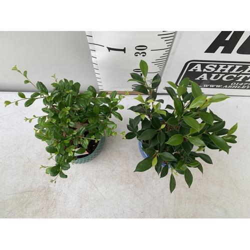 77 - TWO INDOOR BONSAI TREES IN CIRCULAR CERAMIC POTS. ONE FICUS (FIG) AND ONE CARMONA APPROX 40CM IN HEI... 