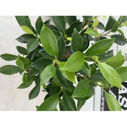 77 - TWO INDOOR BONSAI TREES IN CIRCULAR CERAMIC POTS. ONE FICUS (FIG) AND ONE CARMONA APPROX 40CM IN HEI... 